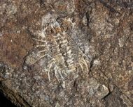 Miraspis mira (BARRANDE, 1846)