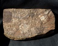 Miraspis mira (BARRANDE, 1846)