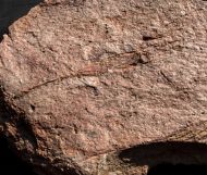 Ascocystites sp.