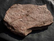 Ascocystites sp.
