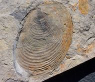 Posidonia becheri Bronn, 1828