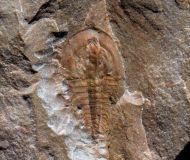 Olenellus terminatus (Palmer, 1998)