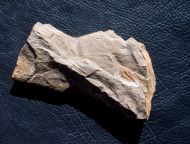 Olenellus terminatus (Palmer, 1998)
