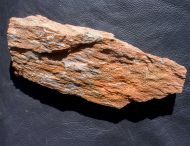 Chasmatopora cf hypnoides (Sharpe, 1853)