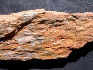 Chasmatopora cf hypnoides (Sharpe, 1853)