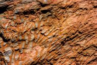Chasmatopora cf hypnoides (Sharpe, 1853)