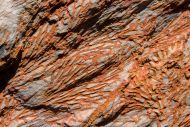 Chasmatopora cf hypnoides (Sharpe, 1853)