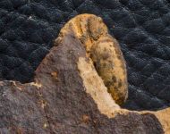 Morocops (Lahnops) steinmeyeri (Basse & Mller, 2016)