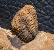 Morocops (Lahnops) steinmeyeri (Basse & Mller, 2016)
