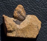 Morocops (Lahnops) steinmeyeri (Basse & Mller, 2016)