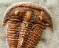 Bolaspidella housensis (WALCOTT, 1886)