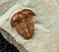 Bolaspidella housensis (WALCOTT, 1886)