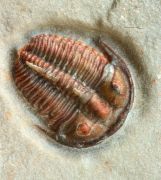 Bolaspidella cf  housensis (WALCOTT, 1886)