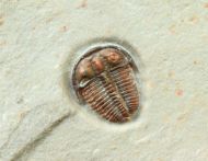 Bolaspidella cf  housensis (WALCOTT, 1886)