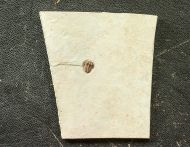Bolaspidella cf  housensis (WALCOTT, 1886)