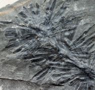Annularia spinulosa Sternberg, 1822