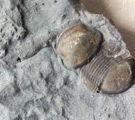 Bumastus ioxus (Hall, 1852)