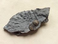 Bumastus ioxus (Hall, 1852)