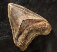 Carcharocles megalodon (Agassiz, 1843)