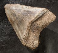 Carcharocles megalodon (Agassiz, 1843)