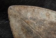 Carcharocles megalodon (Agassiz, 1843)
