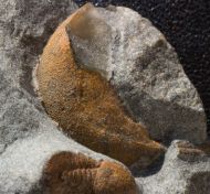 Degamella sendinoae Corbacho, 2011 & Symphysops stevaninae Lpez-Soriano & Corbacho, 2012