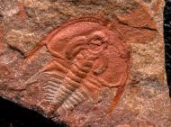 Olenellus gilberti (Meek in White, 1874)