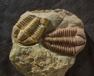 Conocoryphe cirina (Barrande, 1846)