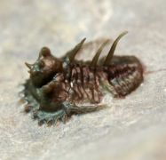 Otarionella ikomalii Lerosey-Aubril, Chatterton & Feist, 2008