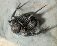 Cyphaspis cf barrandei Hawle & Corda, 1847