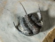 Cyphaspis cf barrandei Hawle & Corda, 1847