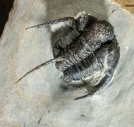 Cyphaspis cf barrandei Hawle & Corda, 1847