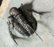 Cyphaspis cf barrandei Hawle & Corda, 1847