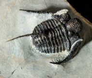 Cyphaspis cf barrandei Hawle & Corda, 1847