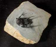 Cyphaspis cf barrandei Hawle & Corda, 1847