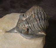 Minicryphaeus giganteus Bignon et al. 2014