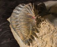 Minicryphaeus giganteus Bignon et al. 2014