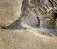 Minicryphaeus giganteus Bignon et al. 2014