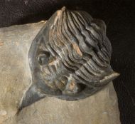 Minicryphaeus giganteus Bignon et al. 2014