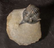 Minicryphaeus giganteus Bignon et al. 2014