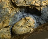 Vysocania iberica (Hammann, 1976)