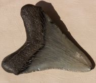 Carcharocles megalodon (Agassiz, 1843)