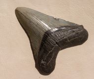 Carcharocles megalodon (Agassiz, 1843)