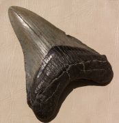 Carcharocles megalodon (Agassiz, 1843)