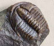 Conocoryphe sulzeri (Schlotheim 1823)