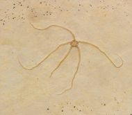 Geocoma carinata GOLDFUSS