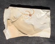Sinosura kelheimense (Boehm, 1889)