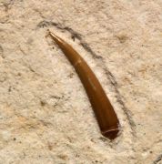 Ramphorhynchus sp.