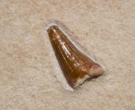 Steneosaurus sp.