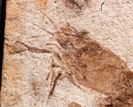 Bechleja inopinata Hou�a, 1957